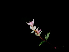 せつなくもあり