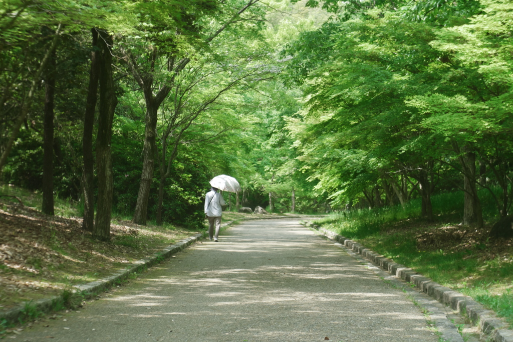 紅葉谷の春日和