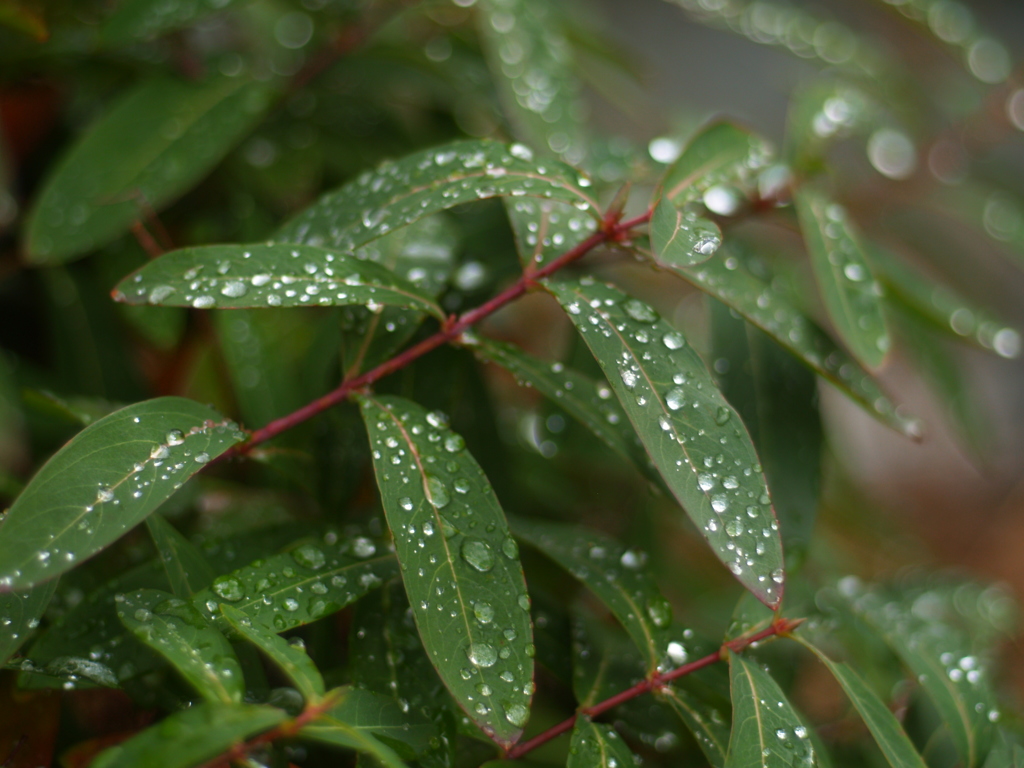 秋雨