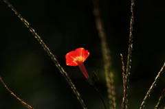 太陽に向かって輝いてみる。