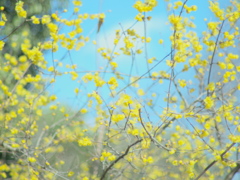 寒の花見