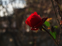 残りの薔薇
