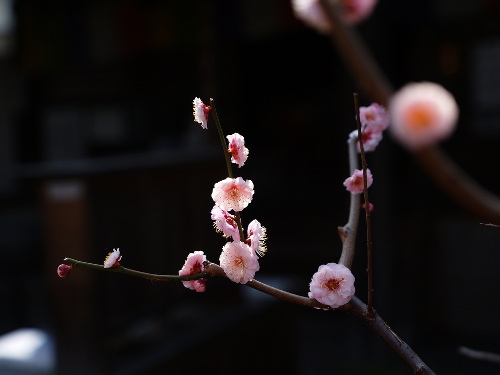 梅香の垣根