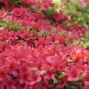 赤花躑躅