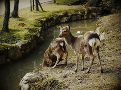 いのちの水