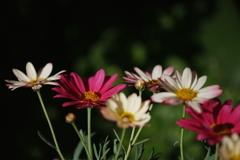 週末花苑