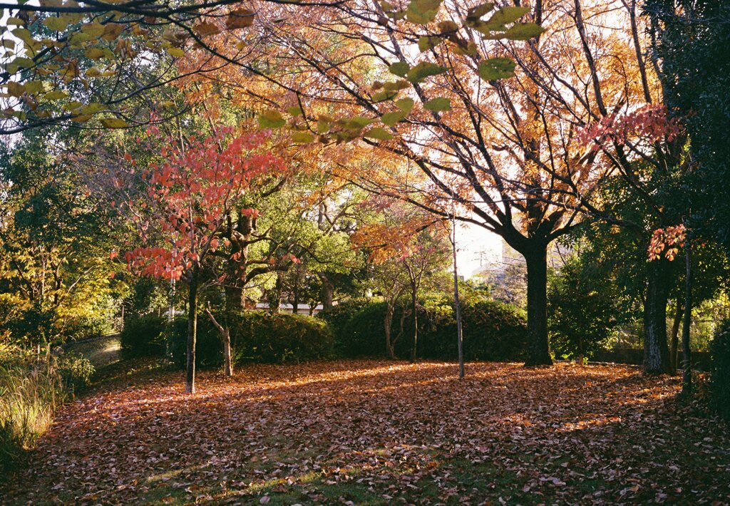 秋にmellowなこと