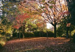 秋にmellowなこと