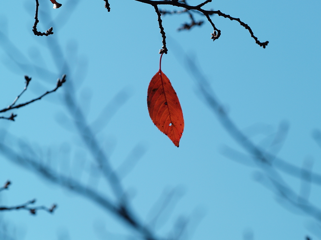 最後の一葉または最初の一葉