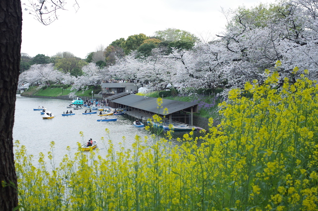 お堀の春日