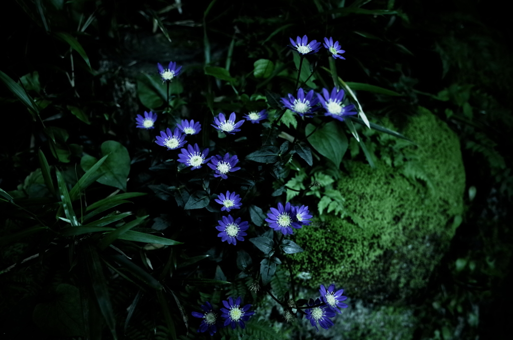 日陰で輝く青紫の花