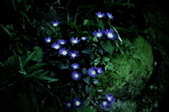 日陰で輝く青紫の花