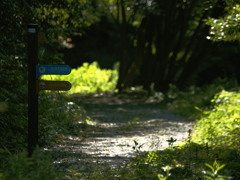 夏日の緑地 夏日の緑地