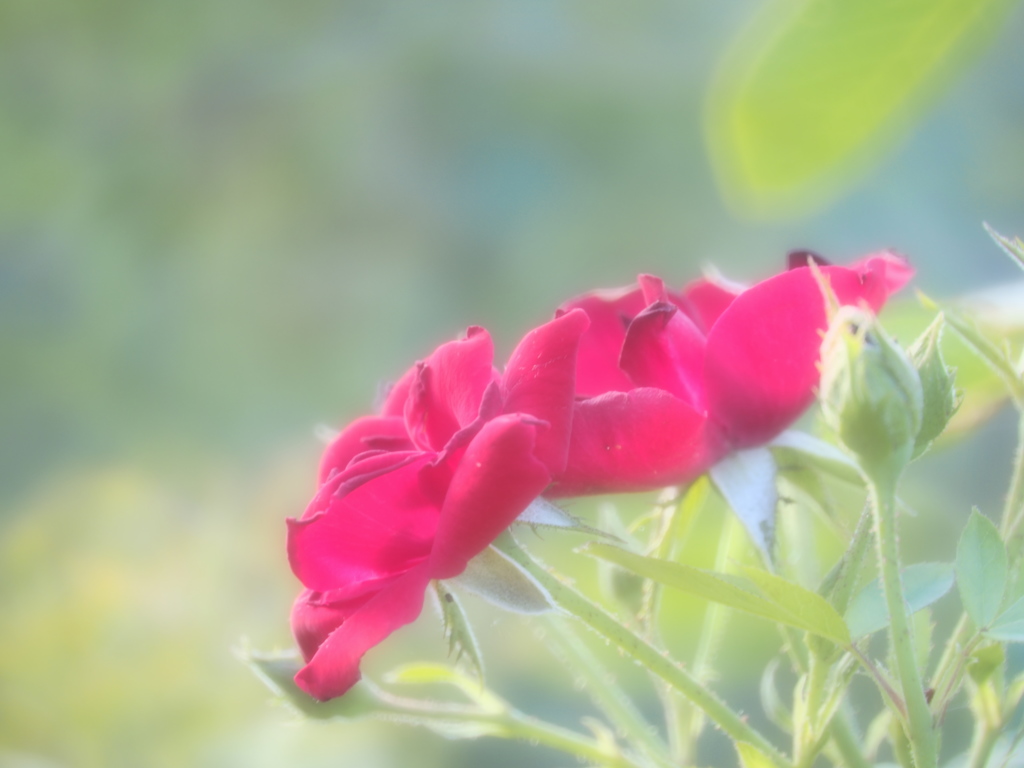 ちりぬるばらを