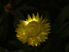 太陽に向けて