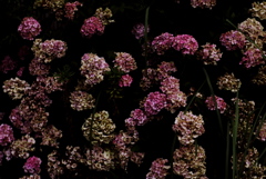 今はまだ紫陽花の域を超えず。