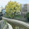 この柳の歴史