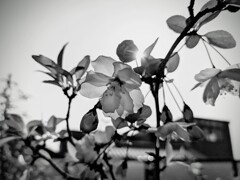 太陽と花