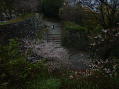 桜の花が咲く頃に