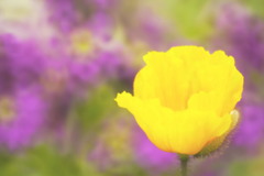 イエローなゾーン イエローなゾーン