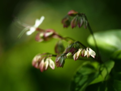 木陰の彩