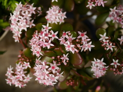 星の数ほど花が咲く