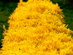 Yellowhead