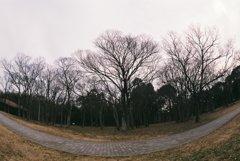 冬の遊歩道