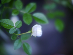 白玉の薔薇
