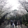 桜のCOLOR