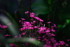 花移り変わり