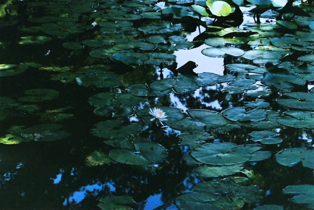 夏終の水面