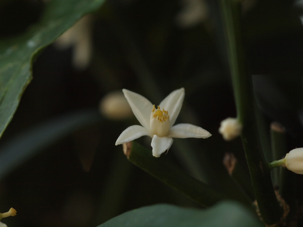 金柑の花