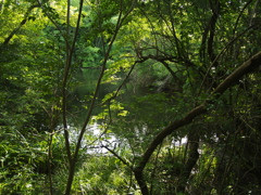 山の中の池