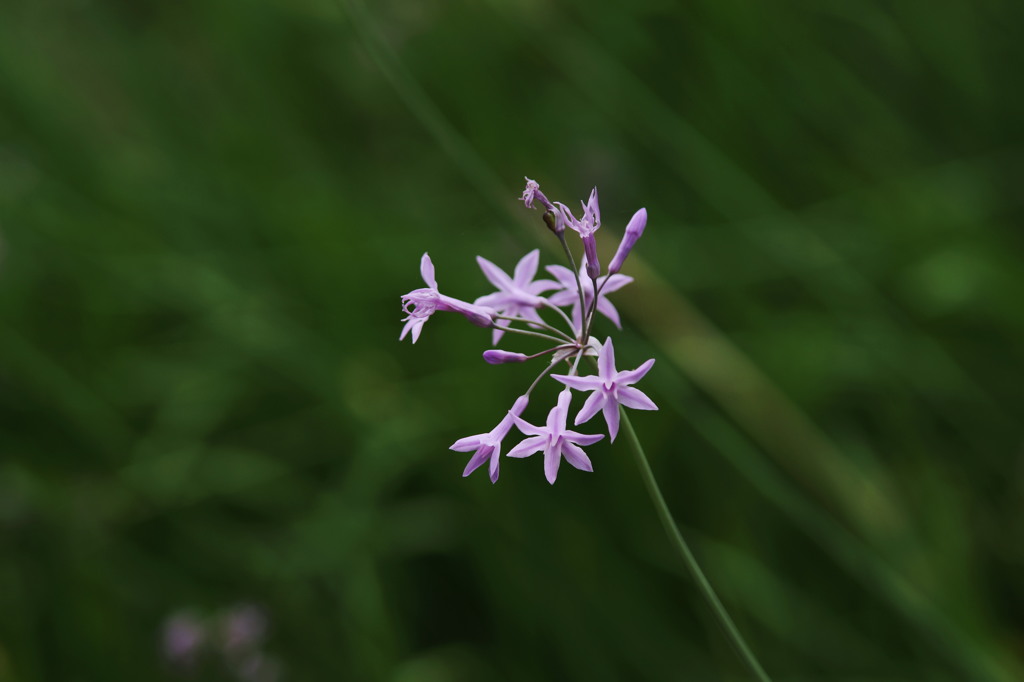 バイオレットのエチュード