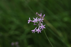 バイオレットのエチュード