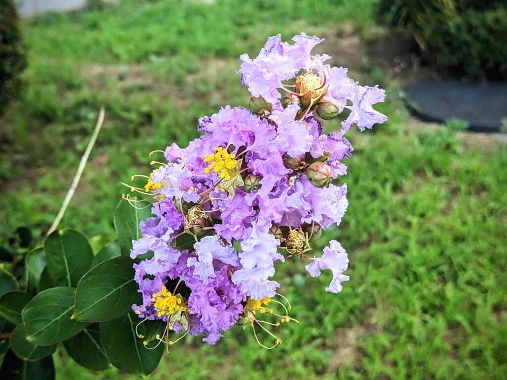 間近で見ると黄色