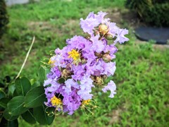 間近で見ると黄色