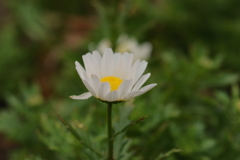 白い冬草