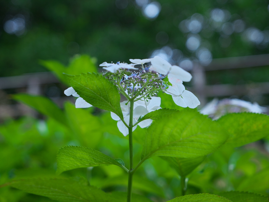 あじさいフォルム