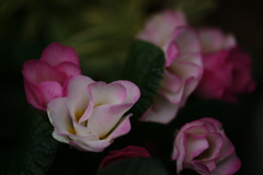花の戯れ