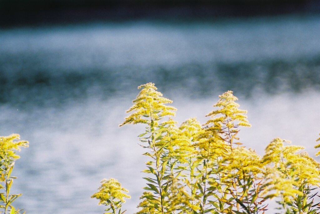 水辺を彩る泡立草