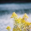 水辺を彩る泡立草