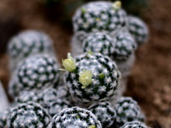 仙人掌玉の花
