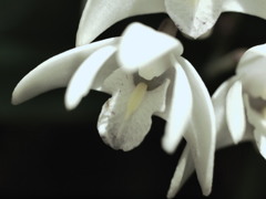 翼をください。