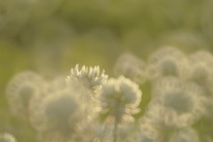 ア・タ・シの輝き