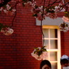 桜の燈火