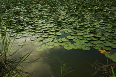 輝く池