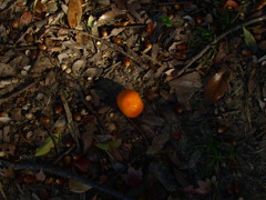 蜜柑と落葉