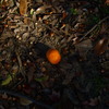 蜜柑と落葉